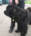 Превью фото № 69624