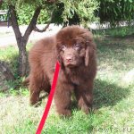 Превью фото № 69883