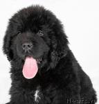 Превью фото № 6994