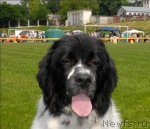 Превью фото № 70139