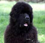 Превью фото № 70397