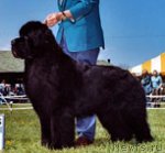 Превью фото № 70521