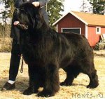 Превью фото № 70555