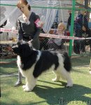 Превью фото № 70597