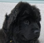 Превью фото № 70714