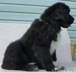 Превью фото № 70718