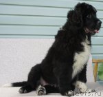 Превью фото № 70719