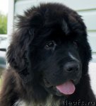 Превью фото № 70722