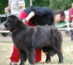 Превью фото № 71080