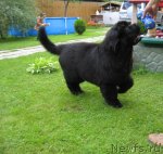 Превью фото № 71311