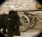 Превью фото № 71573