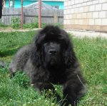 Превью фото № 72015