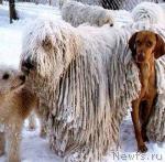 Превью фото № 7206