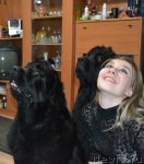 Превью фото № 72371