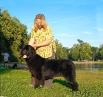 Превью фото № 72387