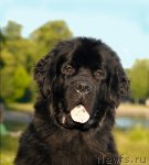 Превью фото № 72420