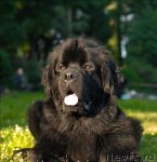 Превью фото № 72423