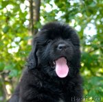 Превью фото № 72486