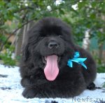 Превью фото № 72490