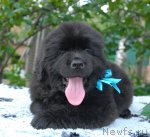 Превью фото № 72491