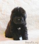 Превью фото № 728