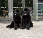 Превью фото № 72826