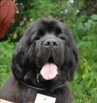 Превью фото № 72863