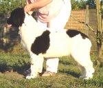 Превью фото № 72928