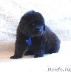 Превью фото № 730