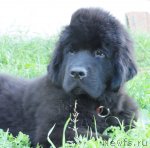 Превью фото № 73004