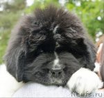 Превью фото № 73497