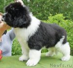 Превью фото № 73499