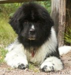 Превью фото № 73932