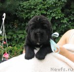 Превью фото № 74496