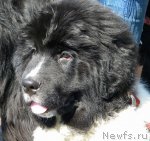 Превью фото № 74618