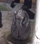 Превью фото № 74891