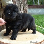 Превью фото № 74911