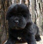 Превью фото № 74915