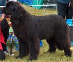 Превью фото № 75