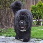 Превью фото № 75221