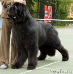 Превью фото № 75237