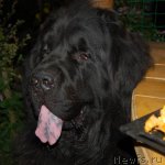 Превью фото № 75388