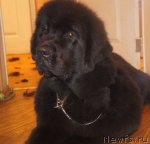 Превью фото № 75396