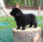 Превью фото № 75568