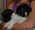 Превью фото № 75739