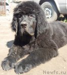 Превью фото № 75945