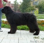 Превью фото № 75980