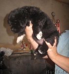 Превью фото № 76498