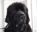 Превью фото № 76550