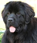 Превью фото № 76625